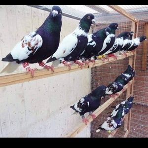 Meet your Posher, Kamal